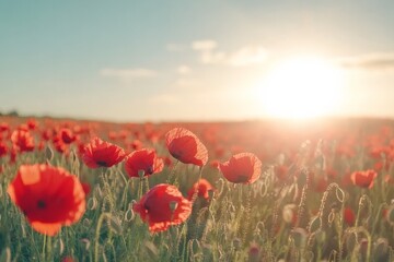 Fototapeta premium Bright sunrise shines over a vibrant field of blooming red poppies in springtime nature