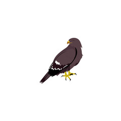 bird of prey