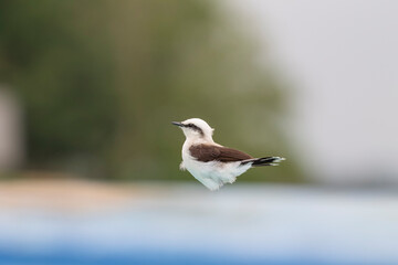 Masked water-tyrant (Fluvicola nengeta) perched, with a blurred foreground and natural background. Perfect for wildlife and riverside landscape projects.

