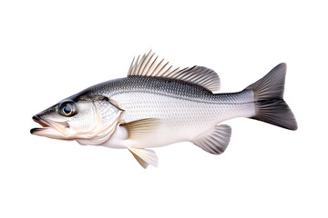 Fototapeta premium Freshwater Walleye fish with vivid golden fins and detailed scales isolated on white transparent background.