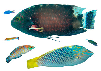 Wrasse Fish Collection: Tropical Species from Worldwide Waters – Isolated PNG with Transparent Background