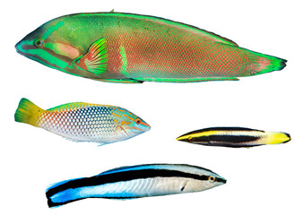 Wrasse Fish Collection: Tropical Species from Worldwide Waters – Isolated PNG with Transparent Background