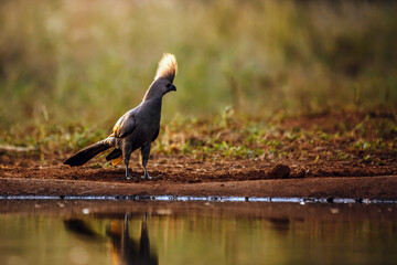 Grey go away bird standing backlit along waterhole with reflection  in Kruger National park, South...