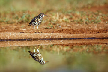 Groundscraper Thrush along waterhole with reflection in Kruger National park, South Africa ; Specie Turdus litsitsirupa family of  Turdidae