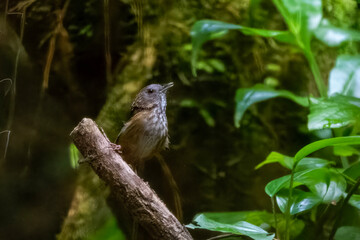streaked wren-babbler or Gypsophila brevicaudata at Dehing Patkai in Assam India