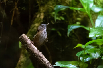 streaked wren-babbler or Gypsophila brevicaudata at Dehing Patkai in Assam India