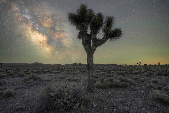 Milky Way Galaxy rising behind a silhouette of a large Joshua Tree in Nevada 