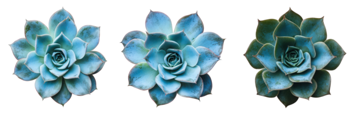 three succulent plants arranged in a row. showcasing their vibrant blue-green leaves and intricate rosette shapes against a clean white background the aesthetic appeal highlights the natural beauty of