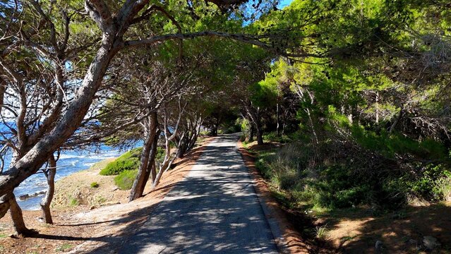 Viale alberato della pineta in riva al mare. Cilento, Italia.
Passaggio col drone in un viale sotto i pini marittimi tipici della cosata italiana.
