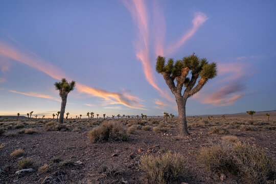 Joshua Tree sunset colors in the Nevada desert 