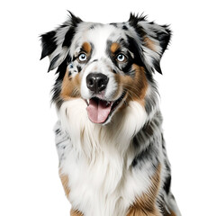 Fototapeta premium Australian Shepherd dog cute