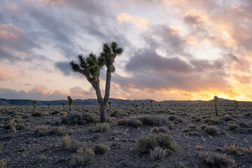 Colorful sunrise with a Joshua Tree Silhouette in the Nevada desert
