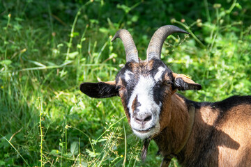 Chèvre poitevine en portrait de face