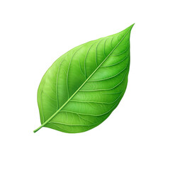 Obraz premium vibrant green leaf with a smooth texture and prominent veins. symbolizing nature and freshness it can be used in various contexts such as environmental themes. gardening. or wellness