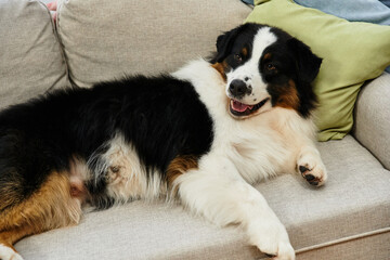 furry Australian Shepherd in a modern apartment.