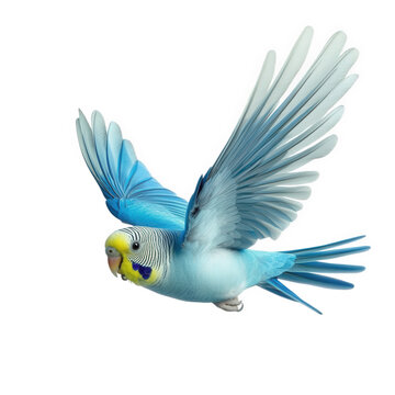 a vibrant blue and yellow budgerigar (budgie) is depicted in mid-flight. showcasing its detailed feathers and dynamic pose against a clean white background  beauty and grace of this popular pet bird.