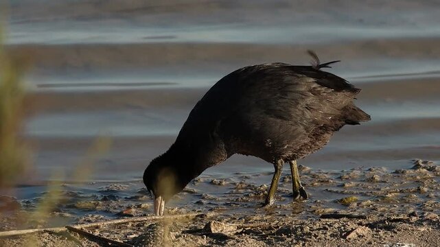 Focha com&uacute;n come despues de cagar en el parque natural El Hondo, Espa&ntilde;a