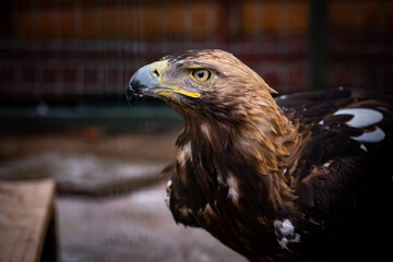 Eagle in a Zoo Cage