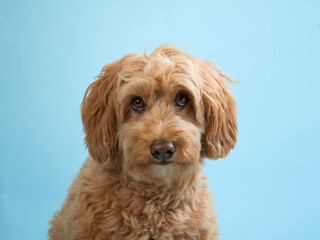 A Labradoodle sits calmly and looks into the camera with a gentle expression against a blue background.