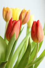 Colorful tulips on white background, closeup. Spring flowers