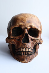 Human skull on a white background. Halloween concept. Close up.