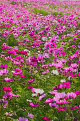 コスモスの散歩道