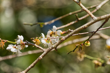 花粉と踊るみつばち