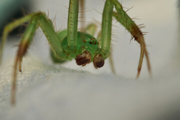 Green Spider in Close Up Detail