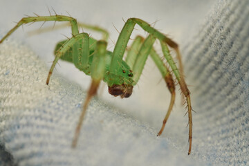 Green Spider in Close Up Detail