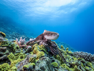 octopus on coral with blue background