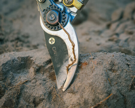 pruning roots with secateurs