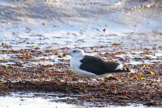 Mantelm&ouml;we (Larus marinus) im Herbst an der Ostsee