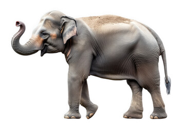 Fototapeta premium a realistic illustration of an elephant standing on a white background the elephant has a detailed texture. showcasing its skin and features. emphasizing its majestic presence this representation can