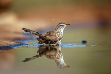 Red backed Scrub Robin bathing in waterhole with reflection in Greater Kruger National park, South Africa ; specie Cossypha heuglini family of Musicapidae