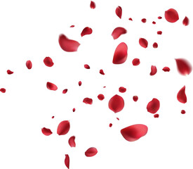  February 14 petals of a dark red rose fly far into the distance. isolated background.