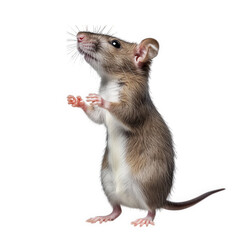 Obraz premium standing rat with a grayish-brown fur coat. large ears. and a long tail. posed in a curious manner against a white background it showcases the animal's expressive features and anatomy. emphasizing its