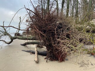 Russia, Kaliningrad region, Baltic sea, Curonian Spit. Trees on the shore fallen from the foredunes...