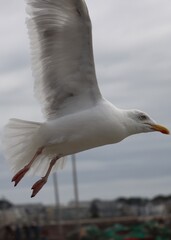 seagull in flight
