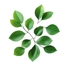 Fototapeta premium collection of vibrant green leaves arranged aesthetically on a white background. highlighting their natural beauty and texture this composition can be used for design purposes. environmental themes. o