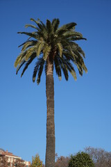 Palm tree isolated on blue background in Spain, Barcelona