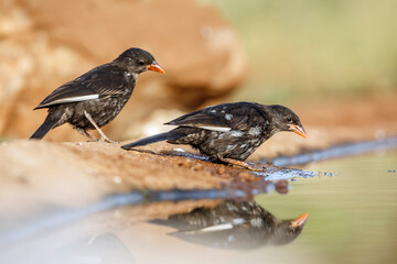 Two Red billed Buffalo Weaver along waterhole with reflection in Greater Kruger National park,...