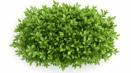Obraz premium Apple tree top view isolated PNG transparent background, for architectural visualization garden design. 3D render