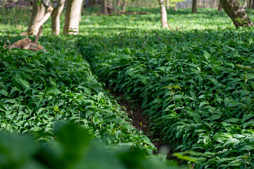 Forest path through a young wild garlic field in spring in Germany