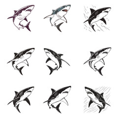Great shark on white background