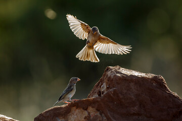 Red-billed Quelea juvenile in fligth  in Greater Kruger National park, South Africa ; Specie Quelea...