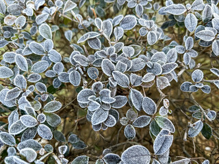 Frozen green leaves of a plant in winter