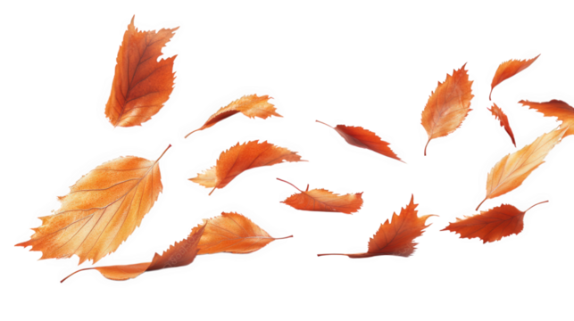 collection of autumn leaves in various shades of orange and brown. gracefully floating against a clean. white background this composition evokes a sense of seasonal change and tranquility. making it s