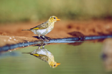 Red headed weaver standing along waterhole after bath in Greater Kruger National park, South Africa ; Specie Anaplectes rubriceps family of Ploceidae