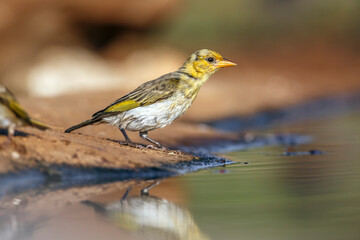 Red headed weaver standing along waterhole after bath in Greater Kruger National park, South Africa ; Specie Anaplectes rubriceps family of Ploceidae