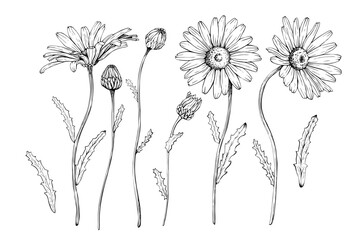 A set of flowering plant daisy blooms, buds and leaves. Hand drawn vector illustration. Sketch painted by black inks. Black line on white isolated background. For clip art greeting card logo package